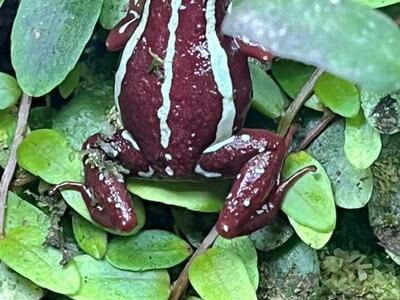 Phantasmal Dart Frog