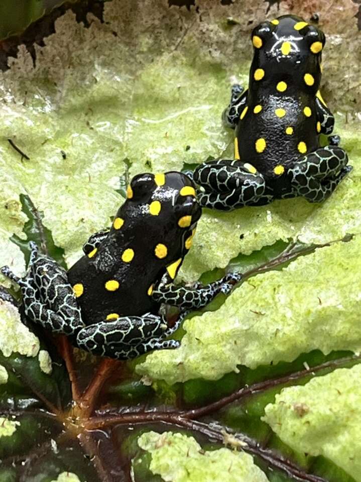 Brazilian Poison Dart Frog, Ranitomeya vanzolinii
