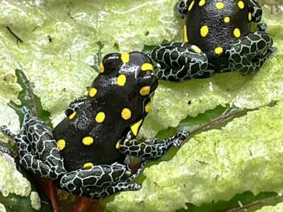 Brazilian Poison Dart Frog, Ranitomeya vanzolinii