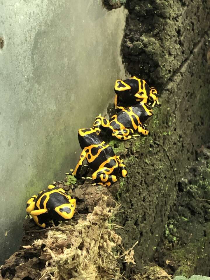Bumblebee Dart Frogs