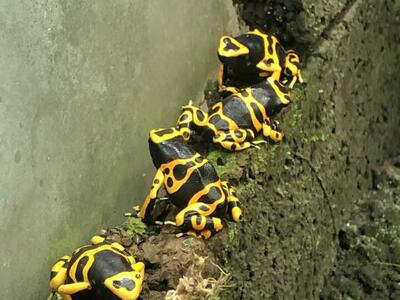 Bumblebee Dart Frogs
