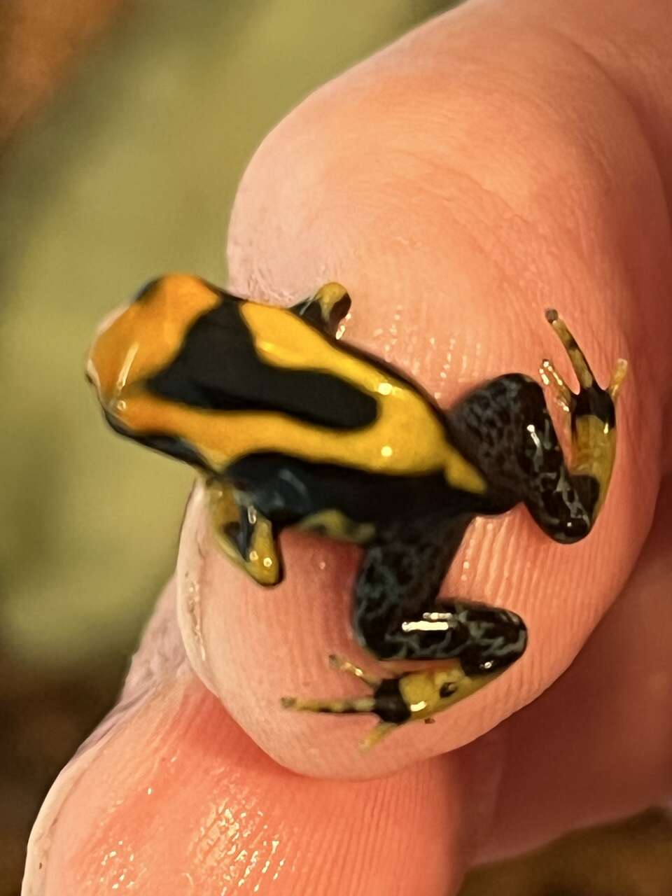 Dendrobates tinctorius La Fumee