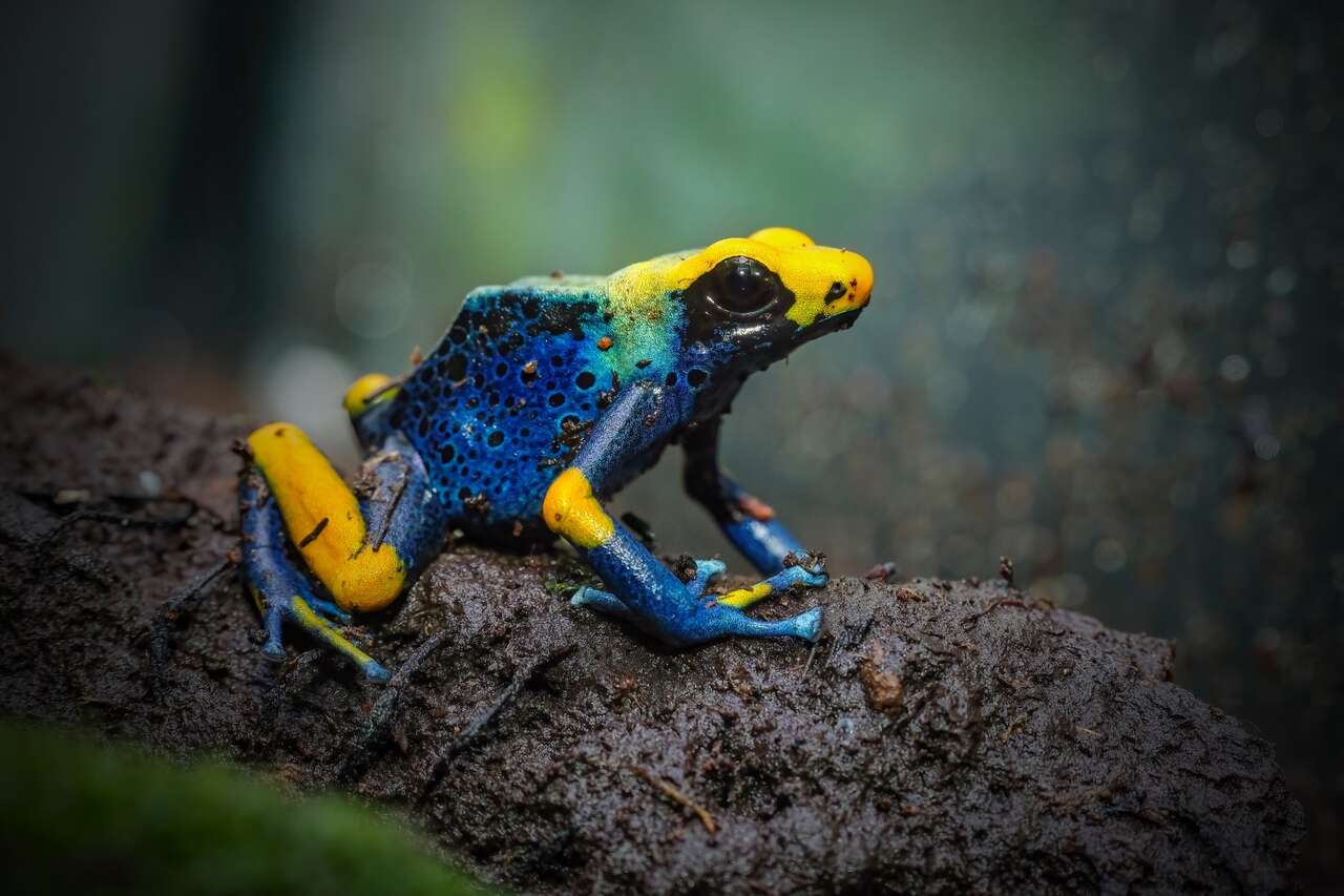 Peacock Tumucumaque poison dart frogs