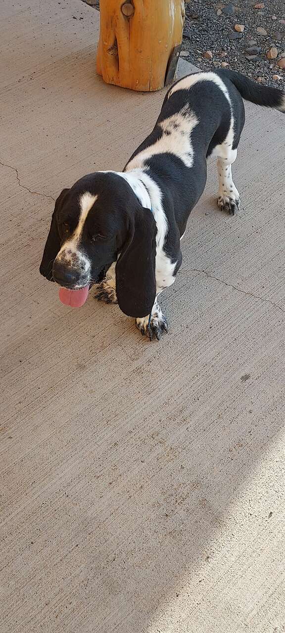 AKC Basset Hound Male and female Pets