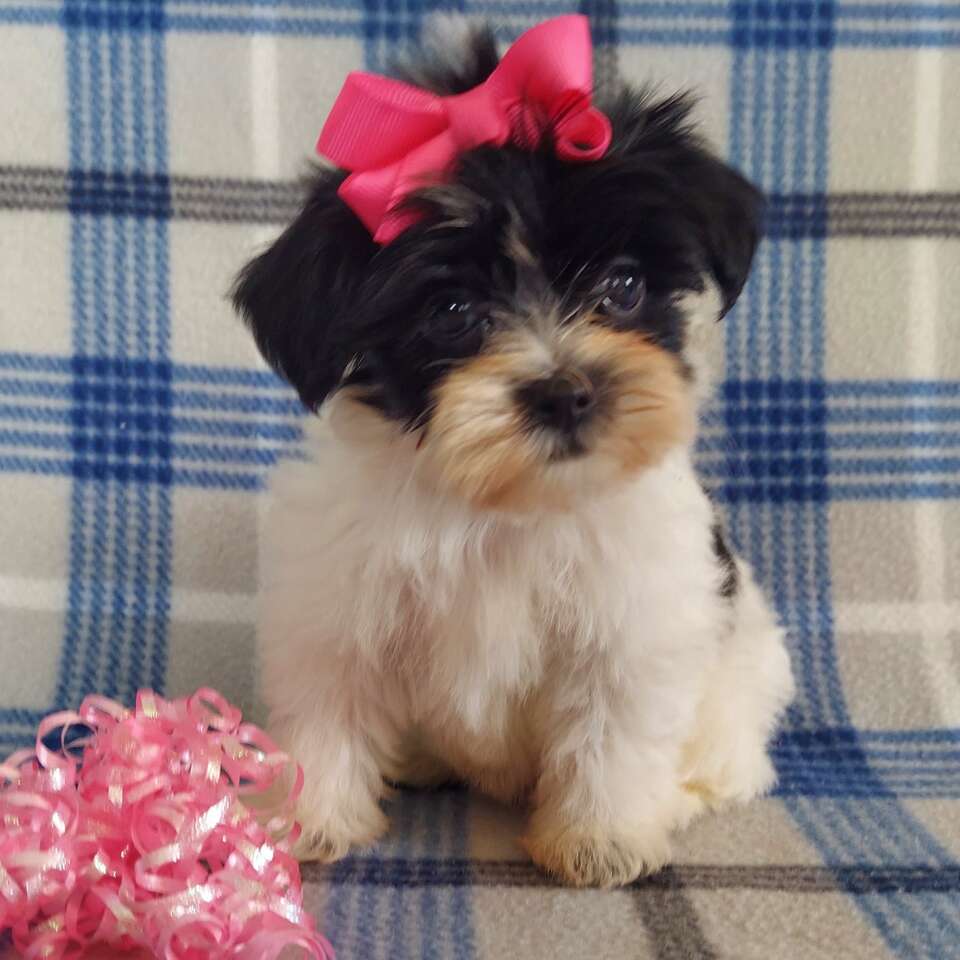 Super Cute Shorkie Puppies Pets