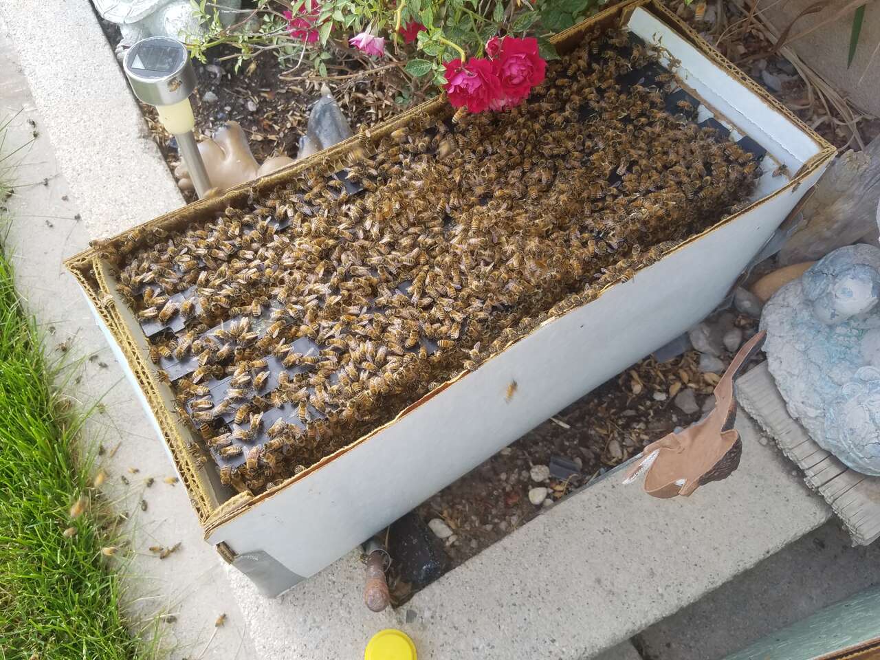 honeybees 3 lbs packages and nucs 5 frame deep.