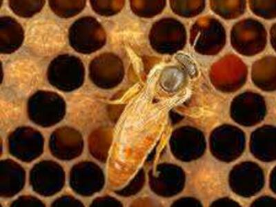 honey bees mated queens not a nuc