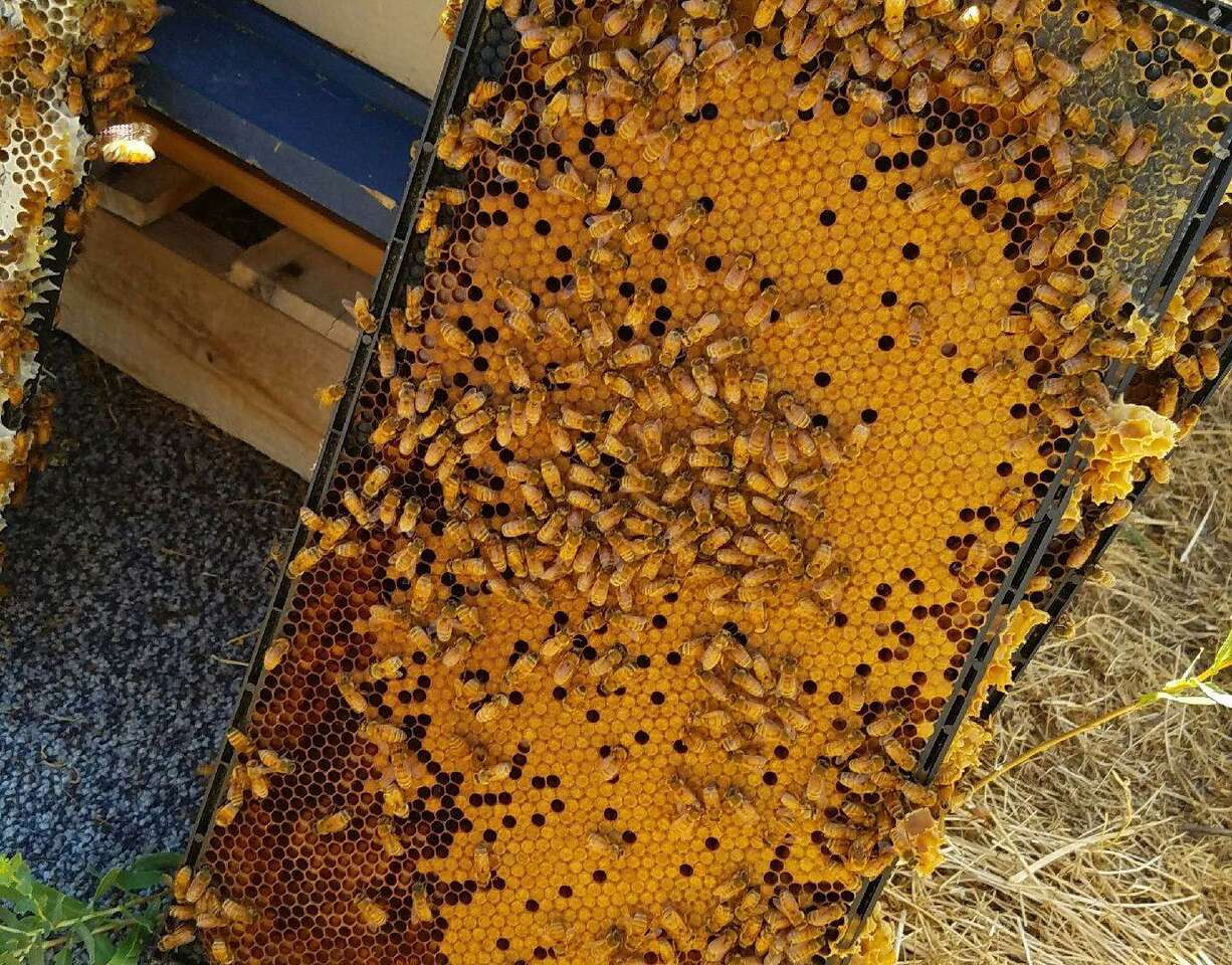 honeybees 5 frame deep nucs, and packages