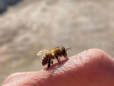 honey bees nucs 5 frame deep, also 3lbs packages