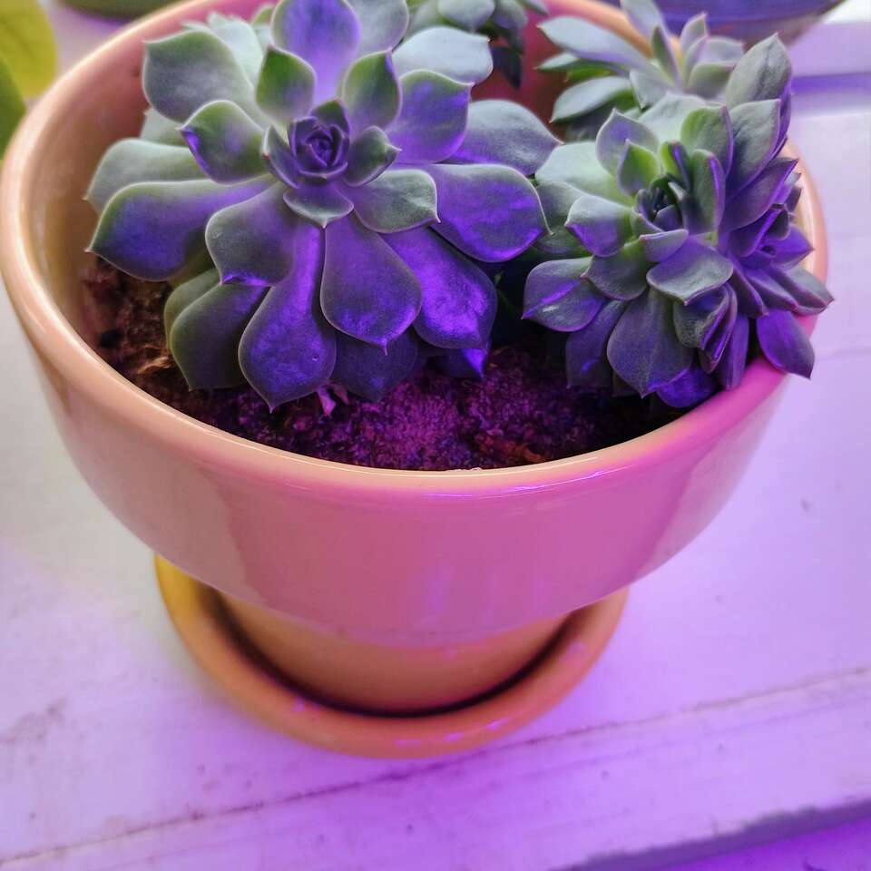 Indoor Hens & chicks plant. 5" ceramic pot.