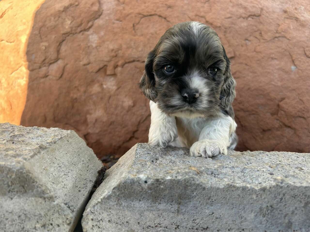 AKC Cocker Spaniel Puppies Pets