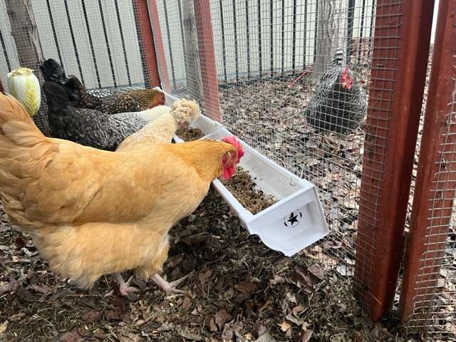 Trough Feeder for Chickens--Perfect for Fermented Feed!