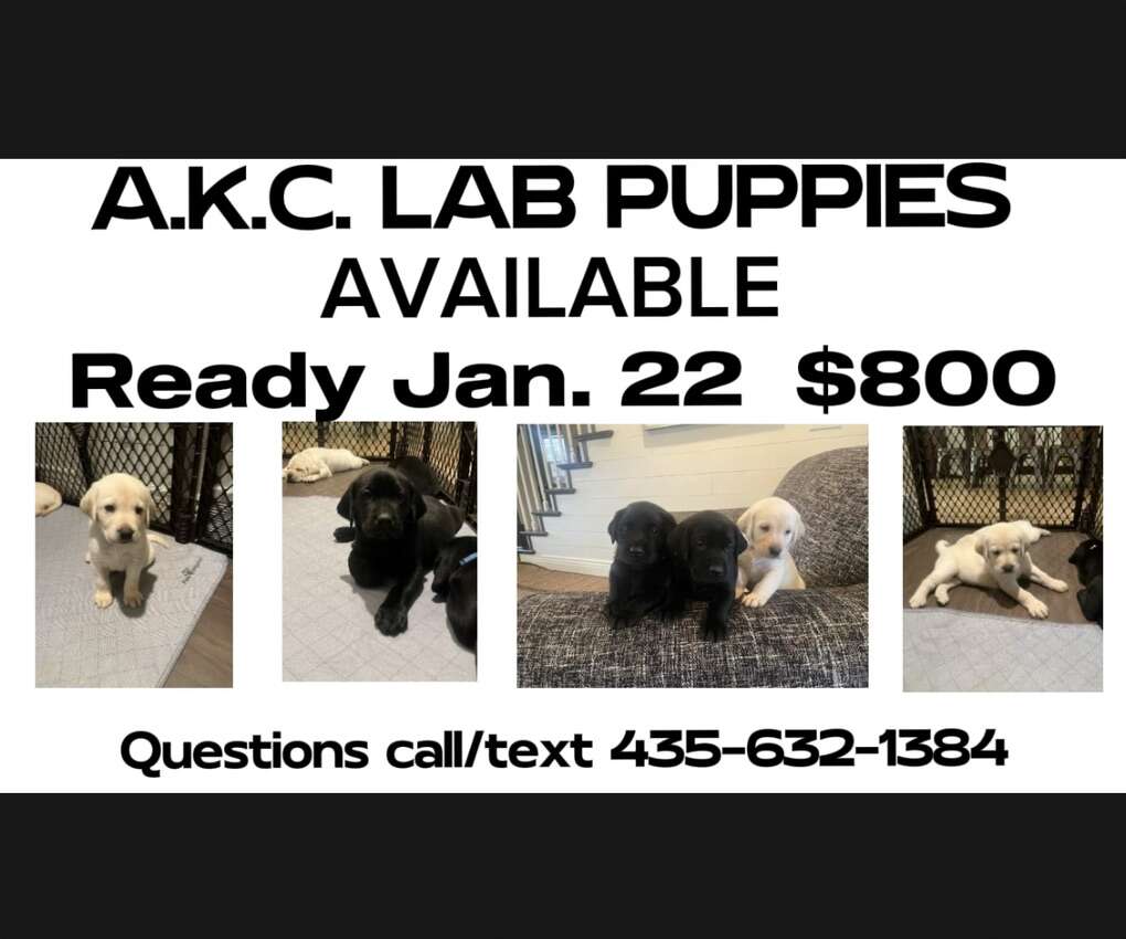 AKC Labrador/ Lab Pets