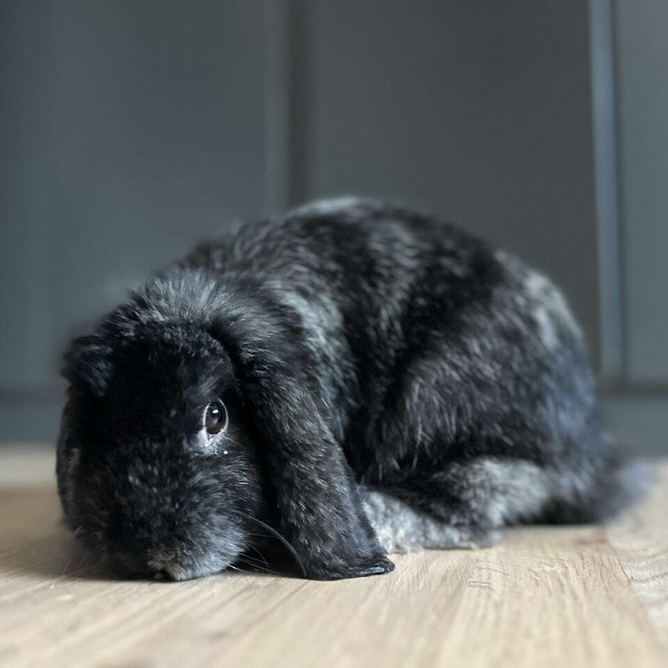 Holland Lop Bunny