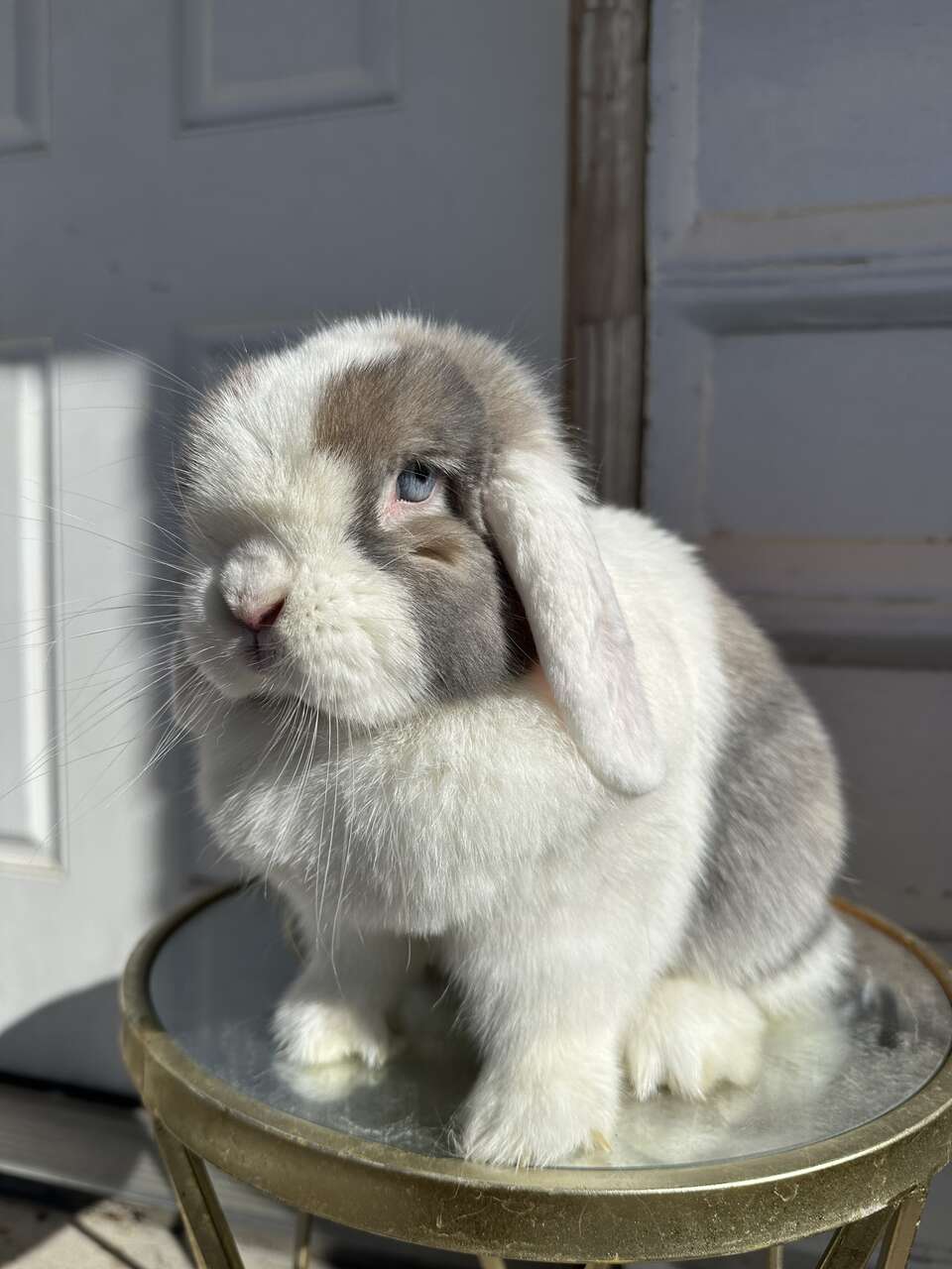 Holland Lop Doe