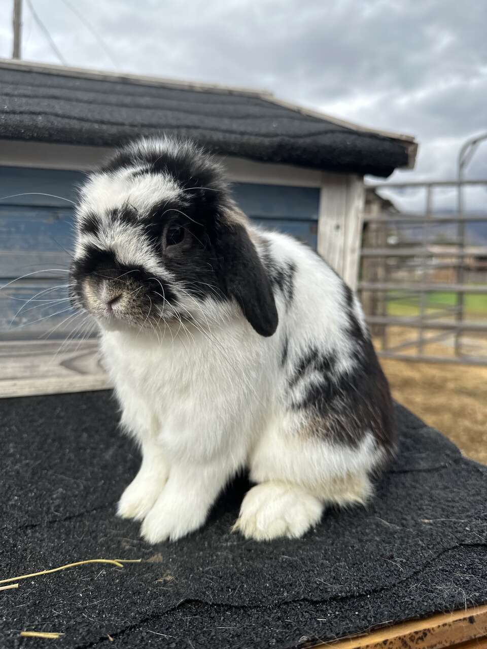 Pedigreed and Proven Holland Lop Buck