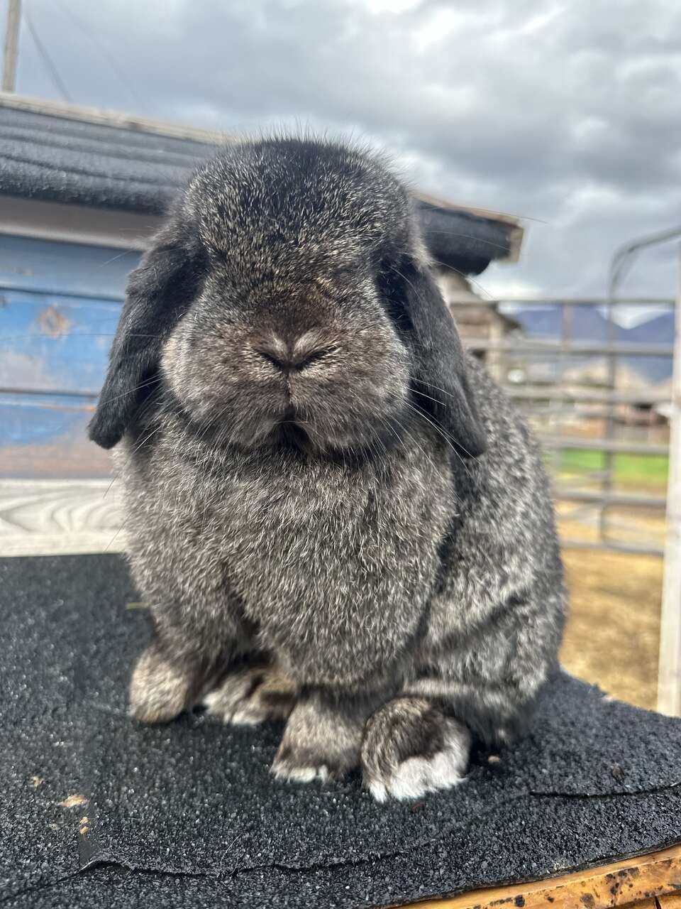 Stunning Holland Lop Doe