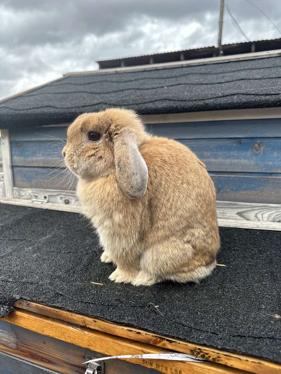 Pedigreed Holland Lop Doe