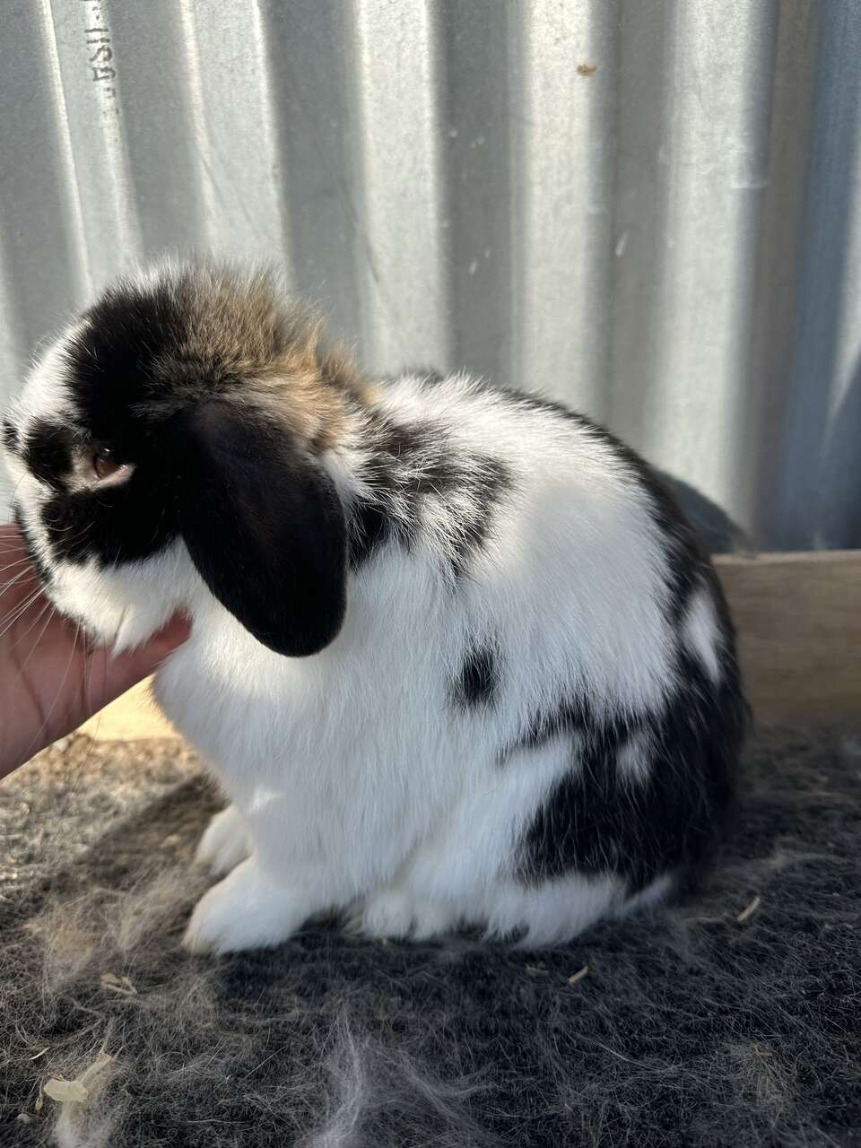 Pedigreed And Proven Holland Lop Buck