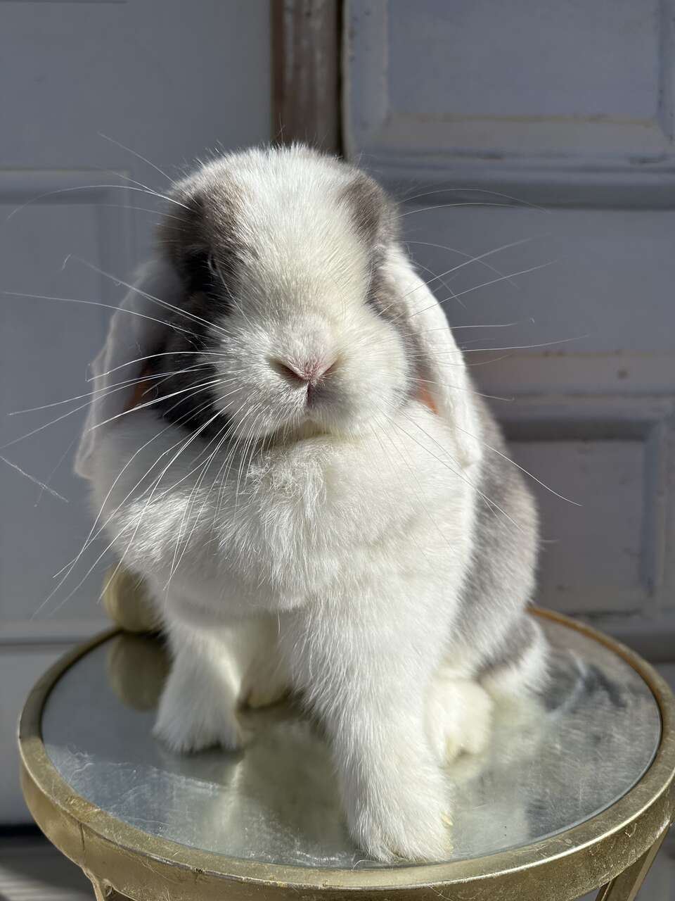 Holland Lop