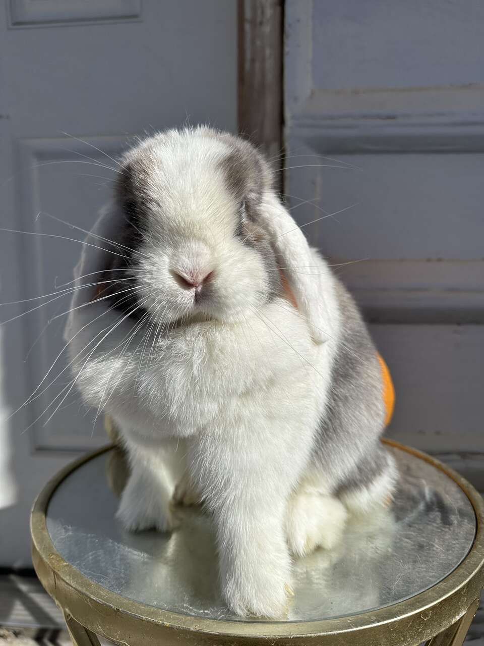 Sweet Holland Lop Doe