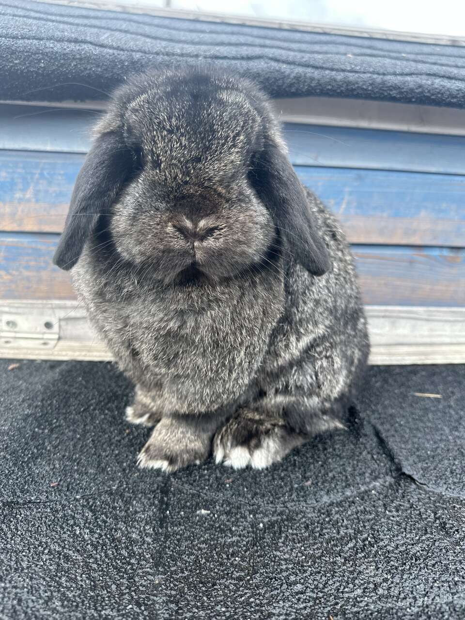 Pedigreed Holland Lop Doe