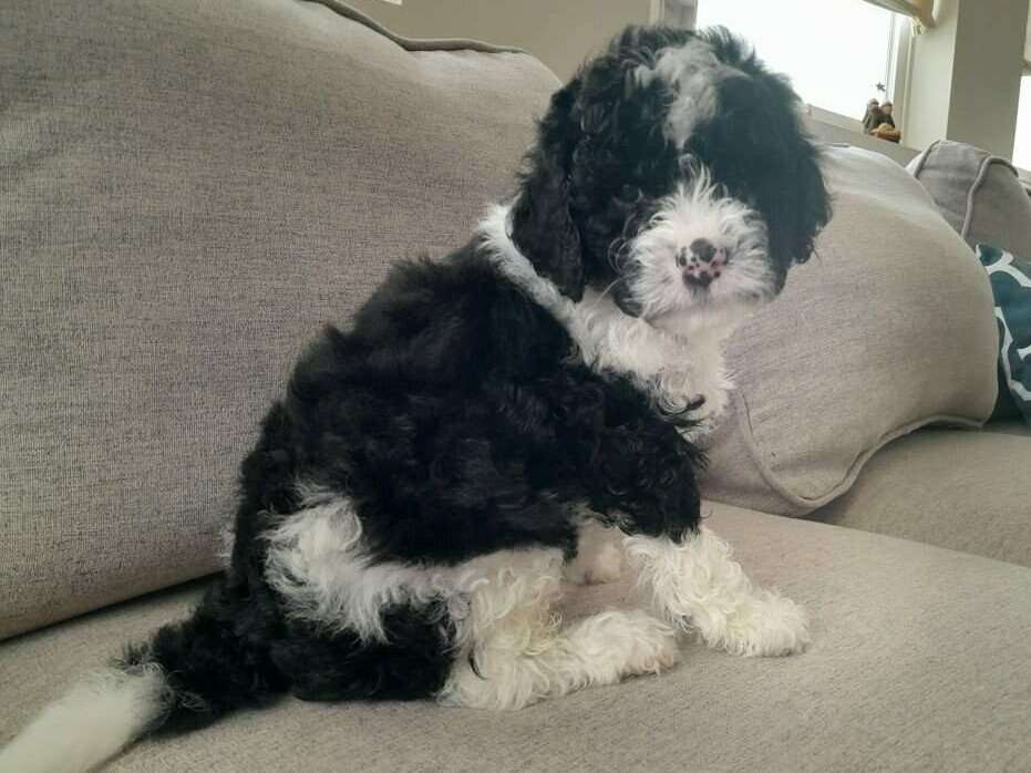 Adorable Cavapoo doodle Puppies! * PRICE D… Pets