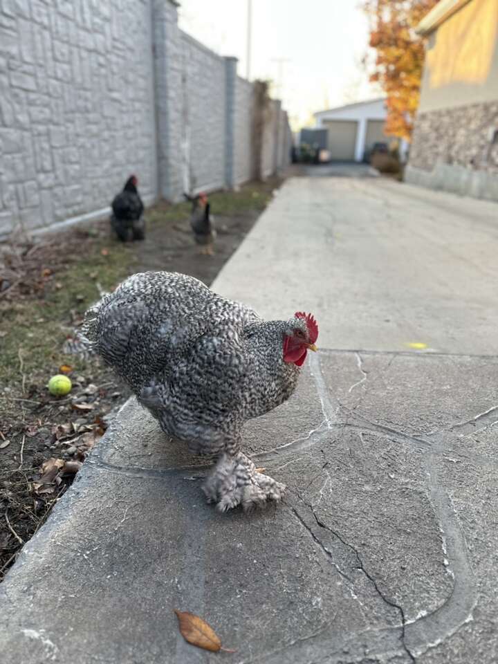 Free Chickens And Accessories FREE
