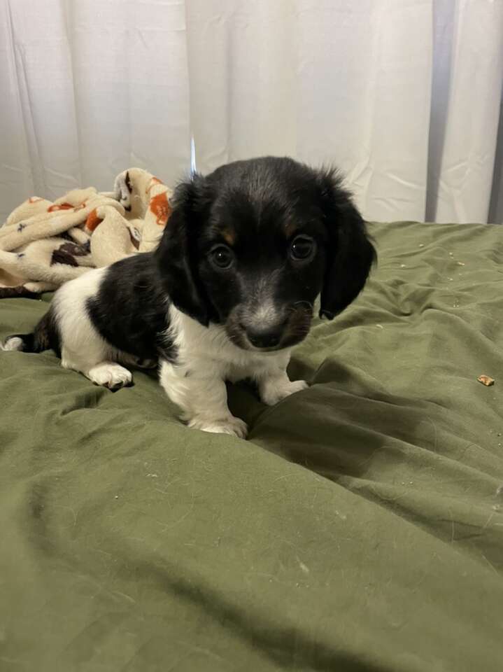 Male Mini Dachshund Puppies for Sale in Rogers, Arkansas.