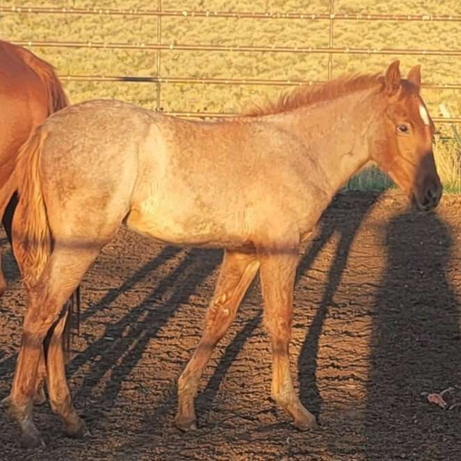 Red Roan Gaited Colt May Trade OBO Livestock