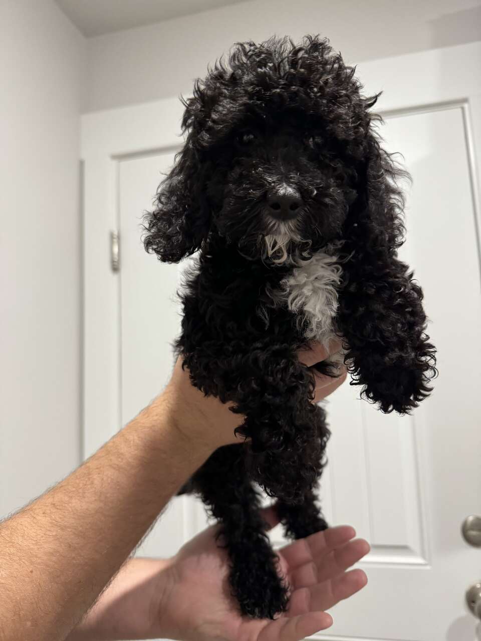 Mini goldendoodles 10 weeks old Pets