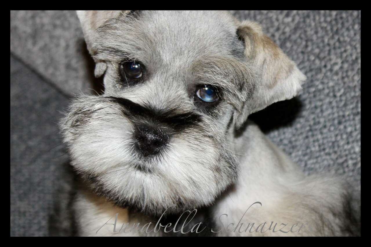 AKC Salt & Pepper Miniature Schnauzer (Tuc… Pets