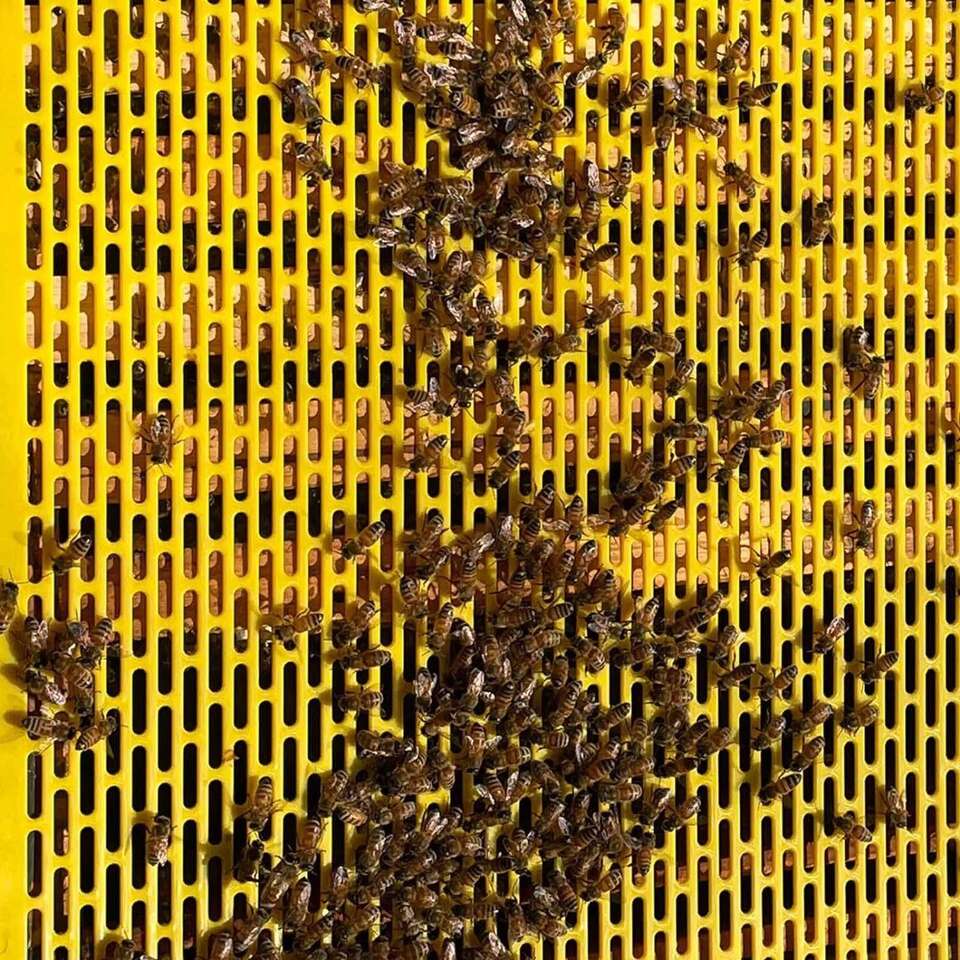 BEE HIVES Queen Bee Excluder