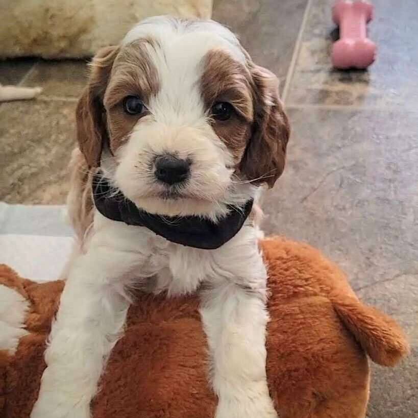 F1 Cavapoo puppies ready for Christmas (Ca… Pets