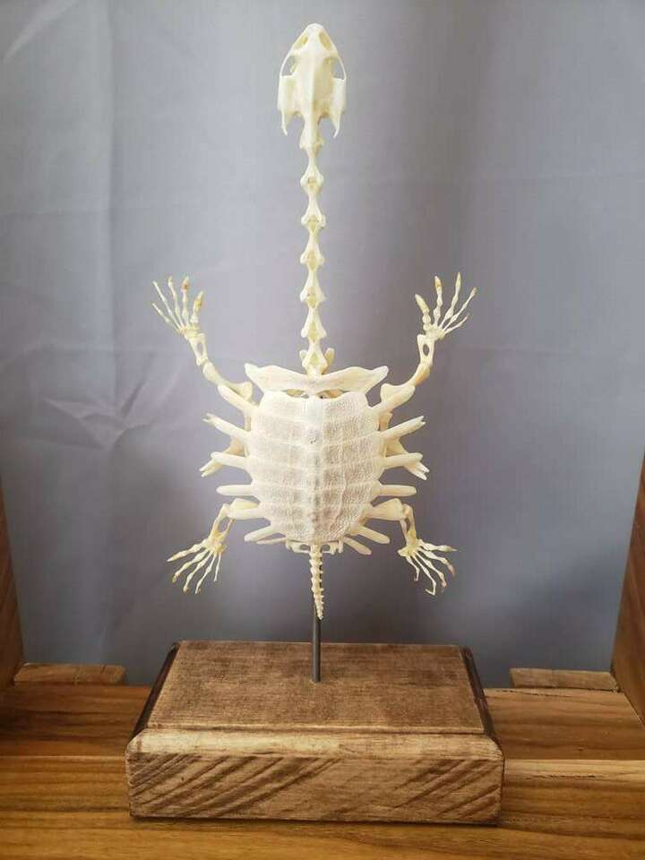 Real Long Neck Turtle w/ Custom Made Base
