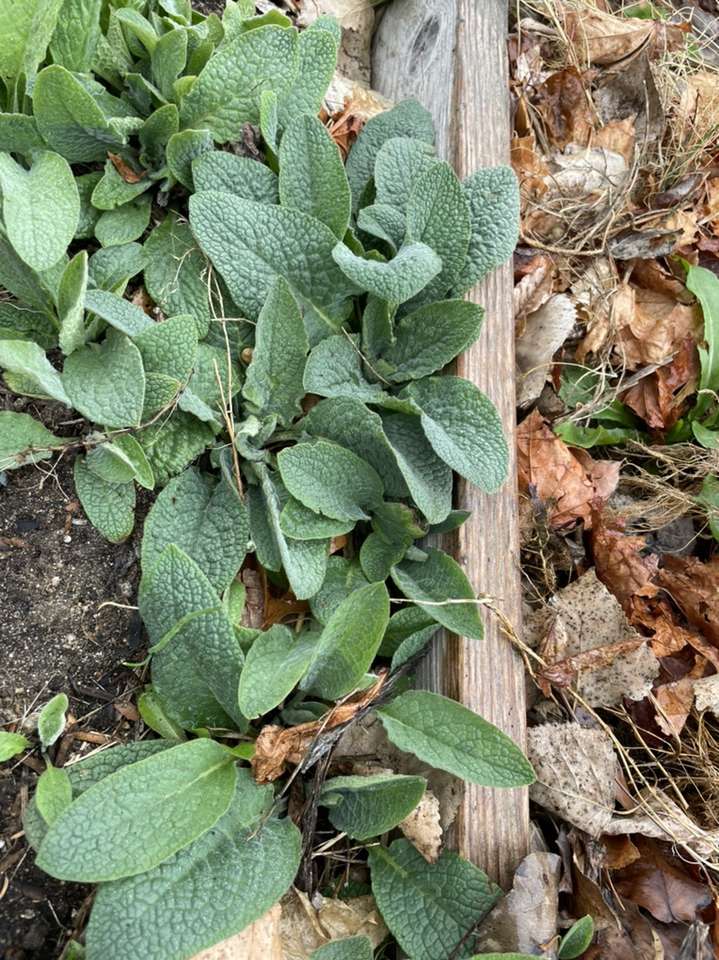 Comfrey
