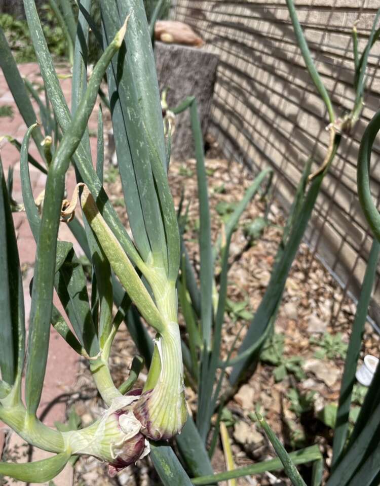 Egyptian Walking Onions