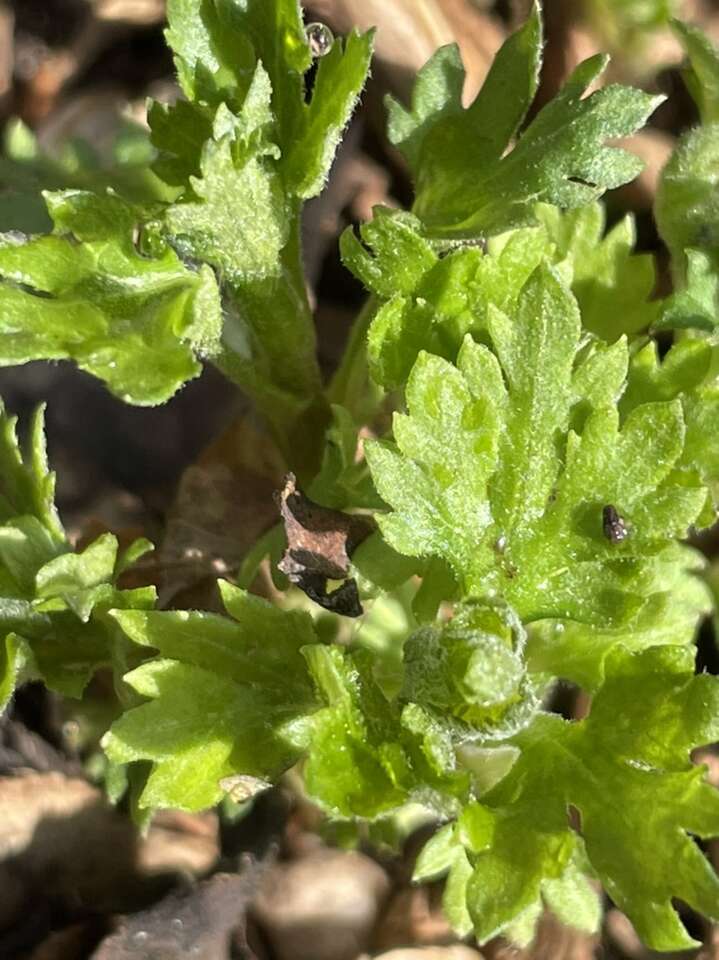 Chinese Chrysanthemum, Gong Ju Hua,