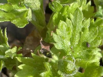 Chinese Chrysanthemum, Gong Ju Hua,