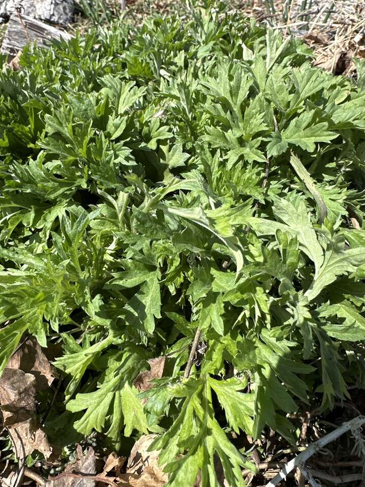 Mugwort