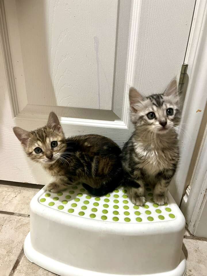 Kittens!! Updated Pics Pets