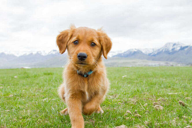 Getting a Puppy? What is your plan for training? Give us a call!