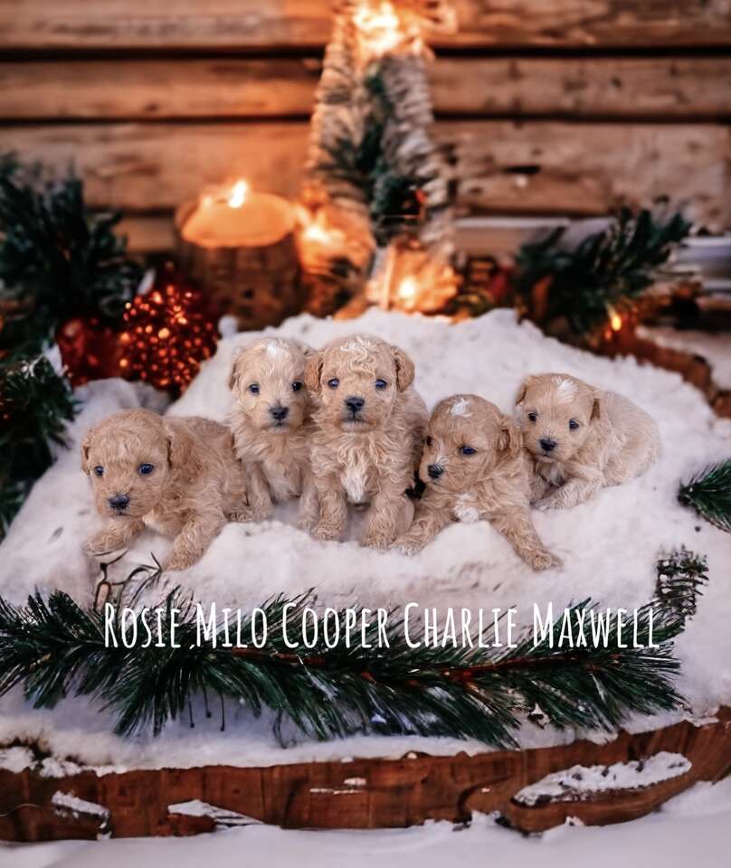 TEACUP MALTIPOOS READY JUST IN TIME FOR NE… Pets