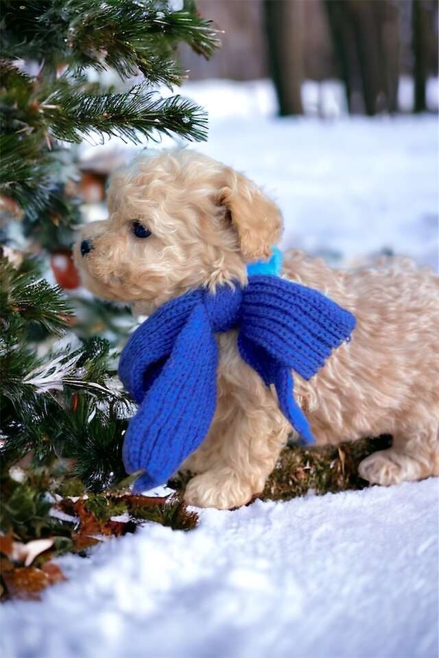 TEACUP MALTIPOOS READY JUST IN TIME FOR NE… Pets