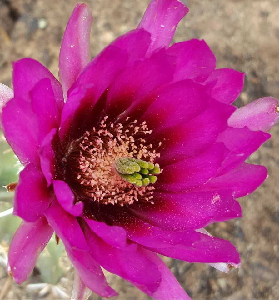 1 Settlement Canyon Water Shares (Tooele) for Sale. $4,200 per share.