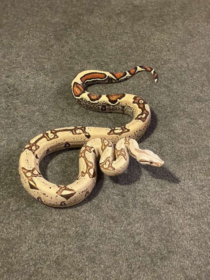 T+ albino Brazilian rainbow boa - The Reptile Report