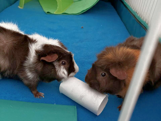 Abyssinian guinea pig for sale deals