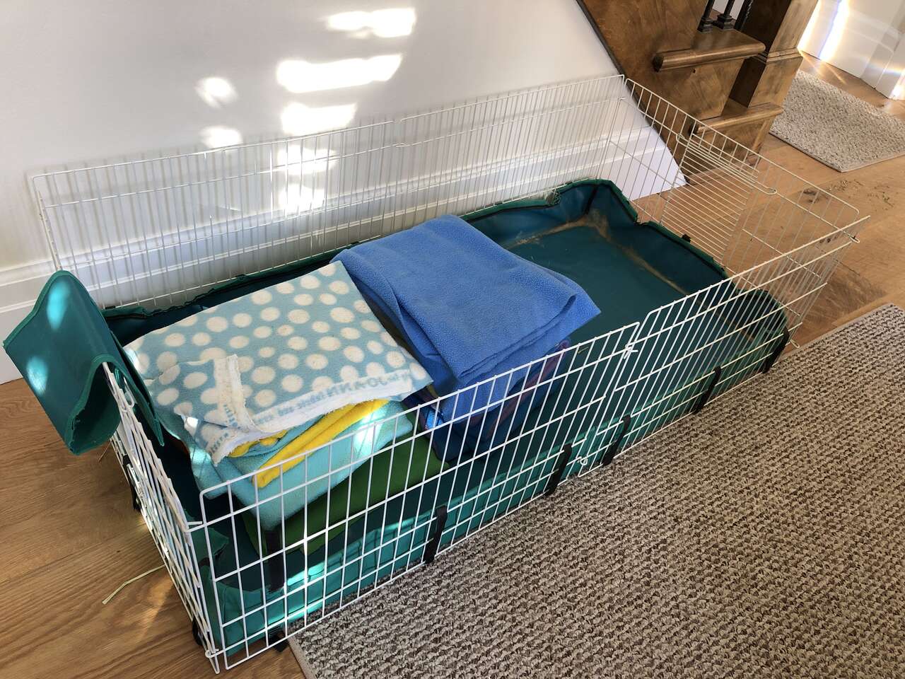 Midwest cage and liners for guinea pigs/sm… FREE