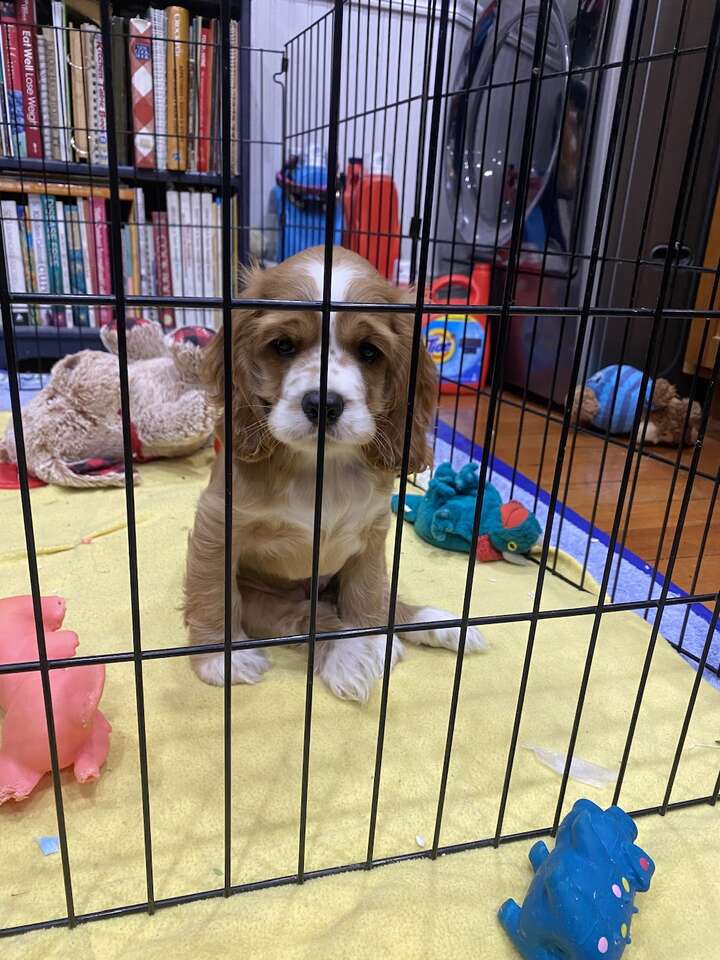 Cocker spaniel puppies multi color Pets