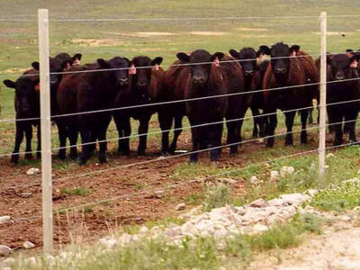 Fiberglass Fence posts